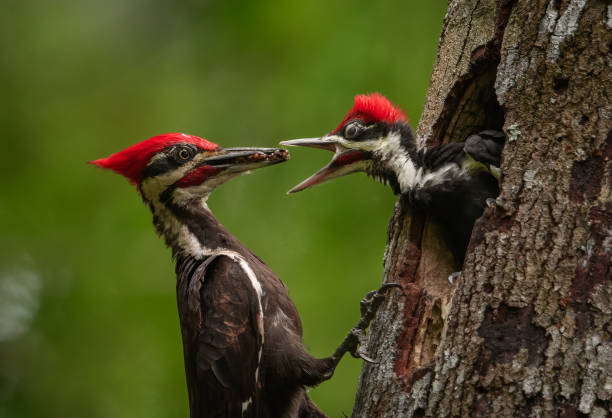 Classification of Dendrocopus Mahrattensis (Woodpecker)