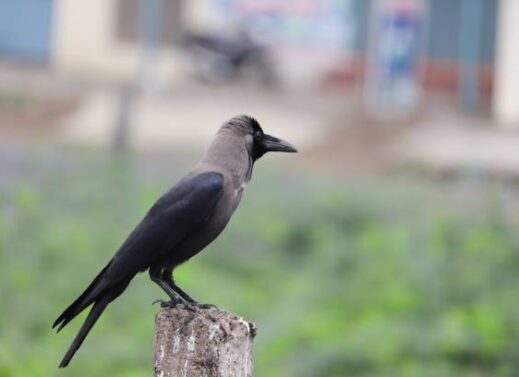 CORVUS SPLENDENS (CROW)