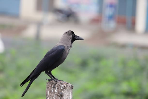 Classification of Corvus Splendens (Crow)