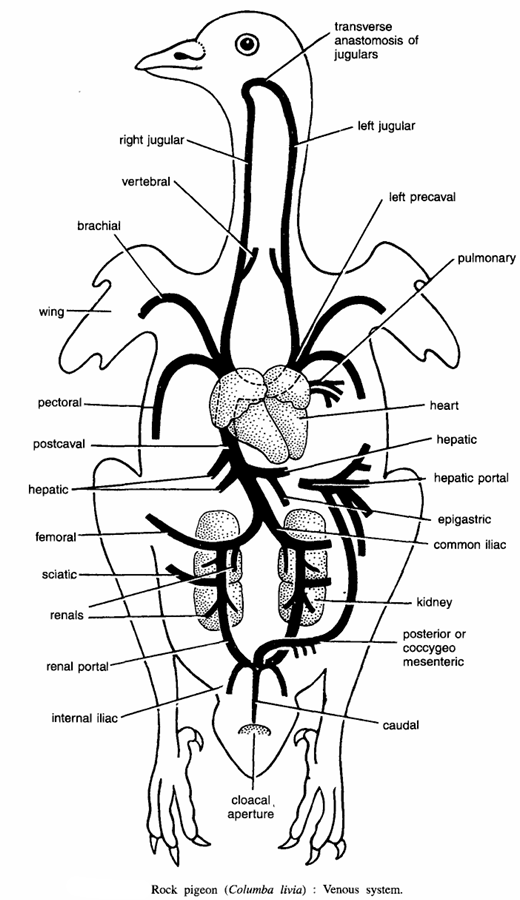 Dissection of Pigeon