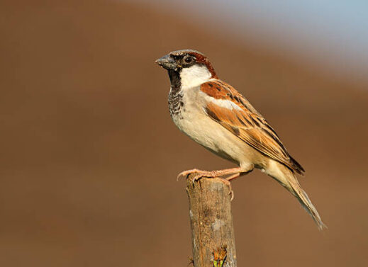 PASSER DOMESTICUS (SPARROW)