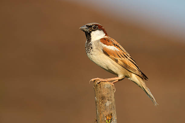 Classification of Passer Domesticus (Sparrow)