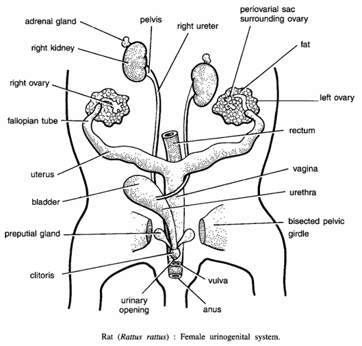 DISSECTION OF RAT