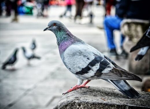 Columba livia (Pigeon)