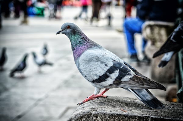 Classification of Columba livia (Pigeon)