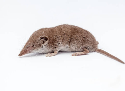 SOREX (SHREW)