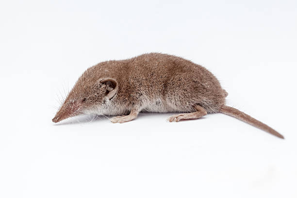 Classification of Sorex (Shrew)