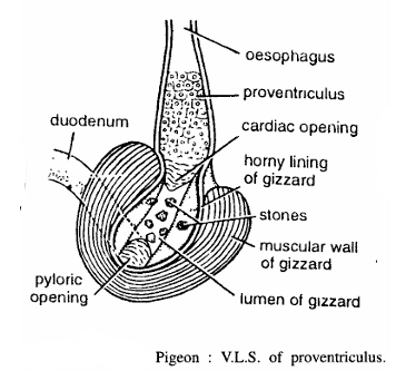 Bird Slides (Pigeon)