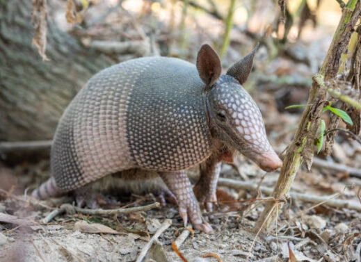 DASYPUS (ARMADILLO)