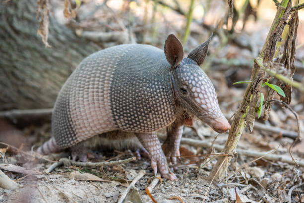 Classification of Dasypus (Armadillo)