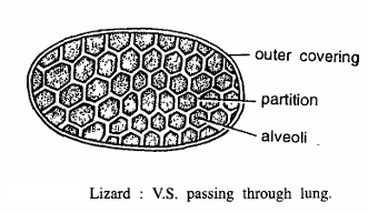 REPTILE SLIDES (LIZARD)