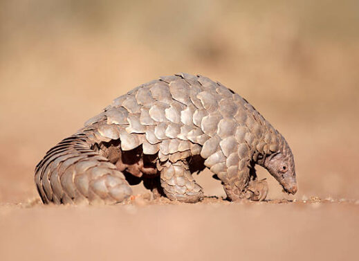 MANIS (SCALY ANTEATER)