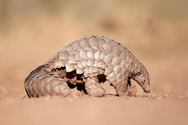 Classification of Manis (Scaly Anteater)