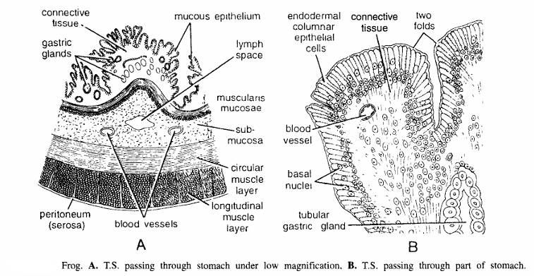 AMPHIBIAN SLIDES (FROG)