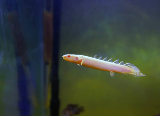 POLYPTERUS (BICHIR)