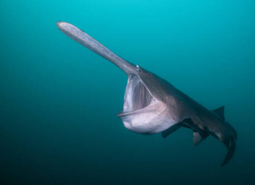 POLYODON (PADDLE FISH)