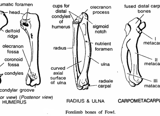 FORELIMB BONES OF VERTEBRATES