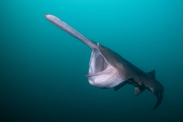 Classification of Polyodon (Paddle Fish)