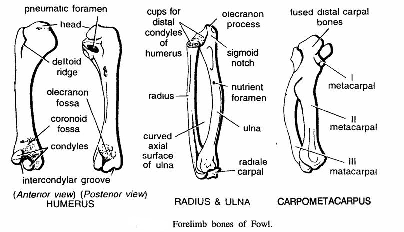 FORELIMB BONES OF VERTEBRATES