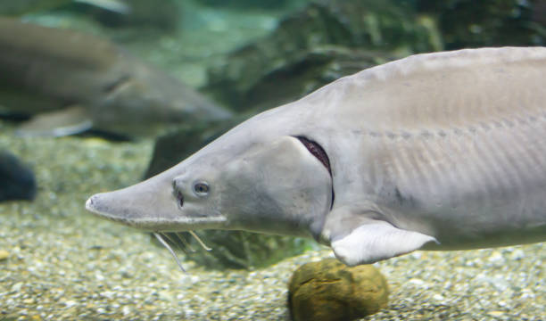 Classification of Acipenser (Sturgeon)