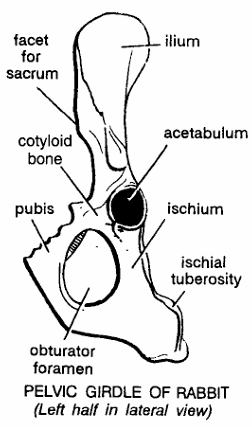 PELVIC GIRDLES IN VERTEBRATES