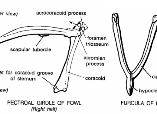 PECTORAL GIRDLES IN VERTEBRATES