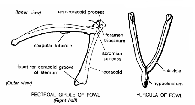 PECTORAL GIRDLES IN VERTEBRATES