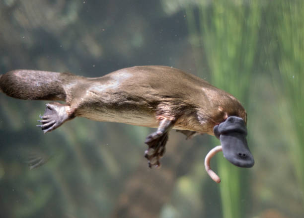 Classification of Ornithorhynchus (Platypus)