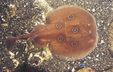 Classification of Torpedo : Electric Ray