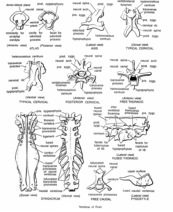 BONES OF VERTEBRAL COLUMN