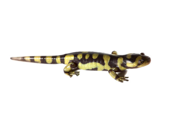 Classification of Ambystoma Maculatum (Tiger Salamander)