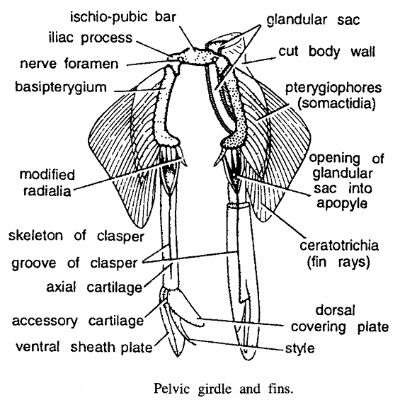 PELVIC GIRDLES IN VERTEBRATES