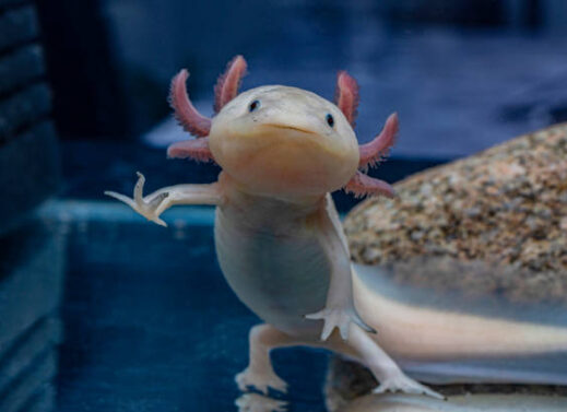 AXOLOTL LARVA