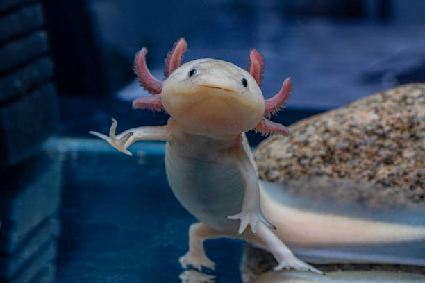 Classification of Axolotl Larva