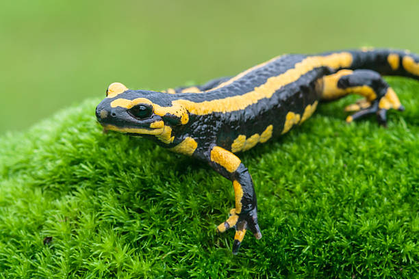 Classification of Salamandra (Fire Salamander)