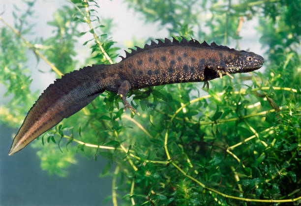 Classification of Triturus Cristatus (Crested Newt)