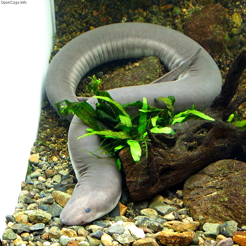 Classification of Amphiuma (Congo Eel)