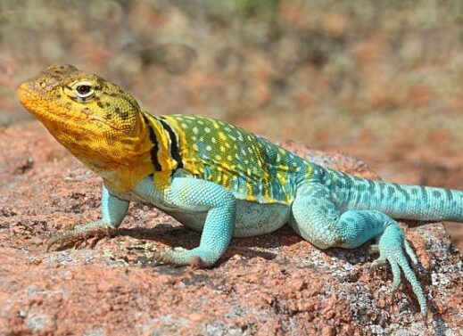 CROTAPHYTUS (COLLARED LIZARD)