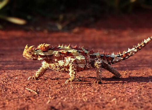 MOLOCH (THORNY DEVIL)