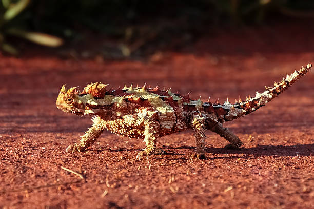 Classification of Moloch (Thorny devil)