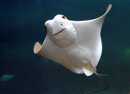 TRYGON (DASYATIS) STING RAY