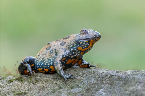 Classification of Bombinator : Fire Bellied Toad