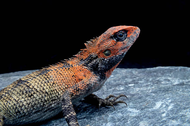 Classification of Calotes (Garden Lizard)