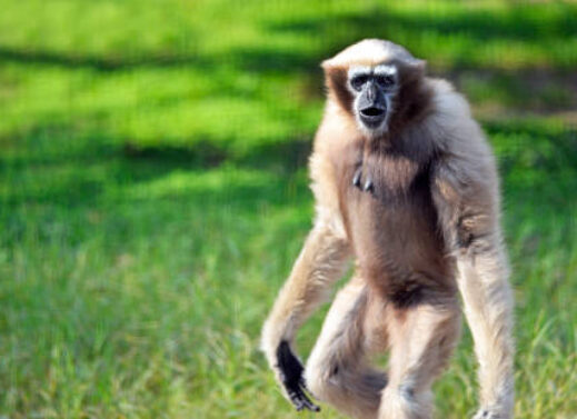 HYLOBATES (GIBBON)