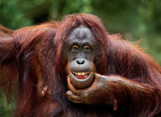 PONGO (ORANGUTAN)