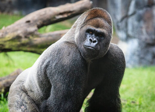 GORILLA