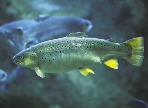 SALMO SALAR (TROUT)