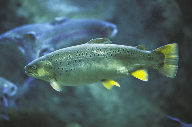 Classification of Salmo Salar (Trout)