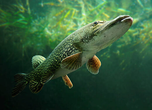 ESOX LUCIUS (PIKE)