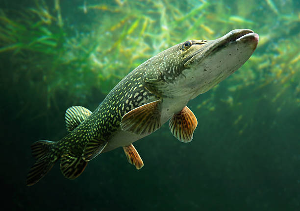 Classification of Esox lucius (Pike)